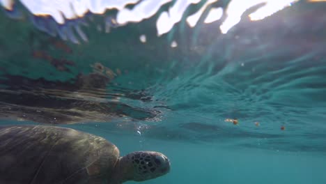 Turtle-breathing-and-swimming-in-the-ocean-in-Australia